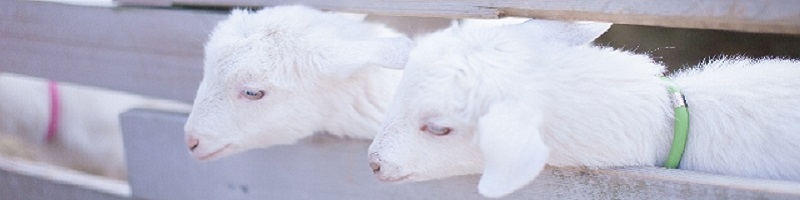 �i���X�}�z SIM��r�T�C�g���T�C�g